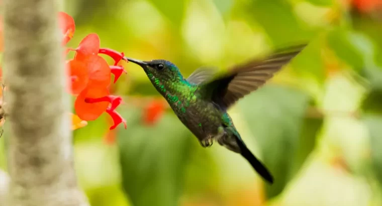 Crédito de biodiversidade: entenda esse (polêmico) financiamento da natureza