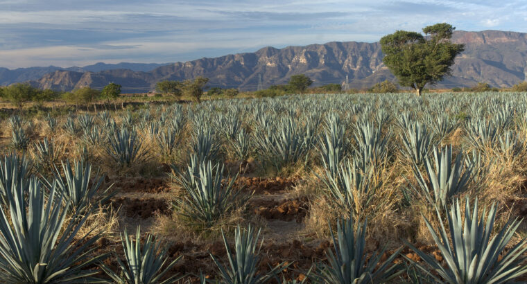Tequila vai gerar créditos de carbono!